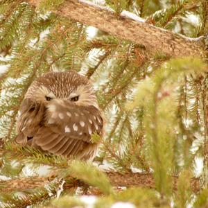 Northern Saw-whet Owl