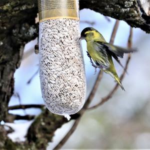 Eurasian Siskin