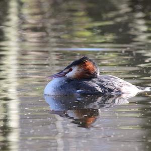 Great Crested Grebe