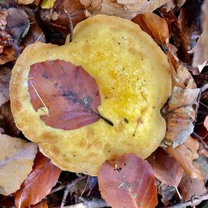 Larch Suillus