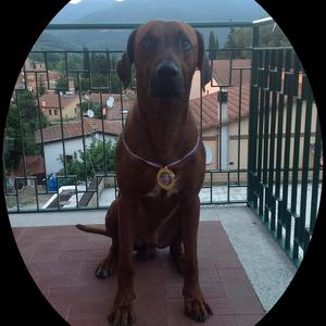 Rhodesian Ridgeback