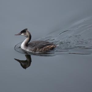 Great Crested Grebe