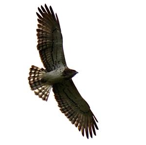 Short-toed Snake-eagle
