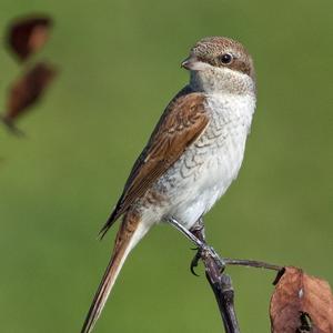 Red-backed Shrike