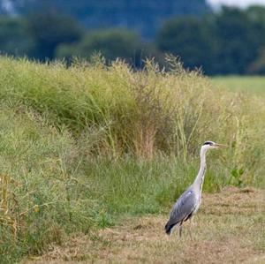 Grey Heron