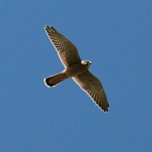 Common Kestrel