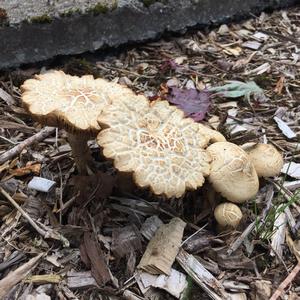 Braunscheckiger Stink-Champignon