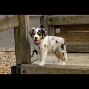 Australian Shepherd