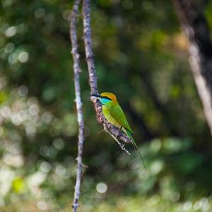 European Bee-eater