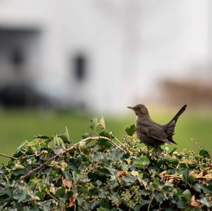 Eurasian Blackbird