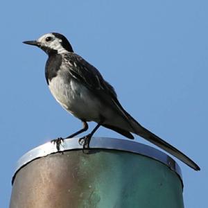 White Wagtail