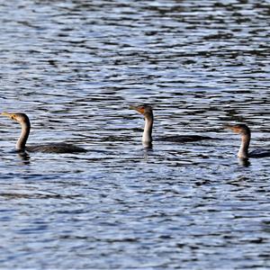 Great Cormorant