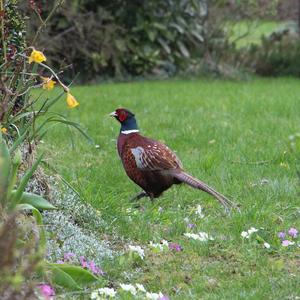 Common Pheasant