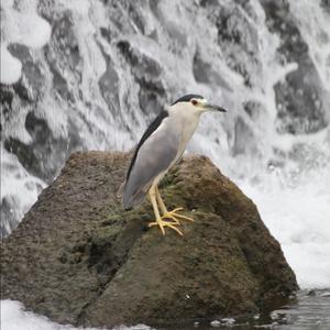 Black-crowned Night-heron