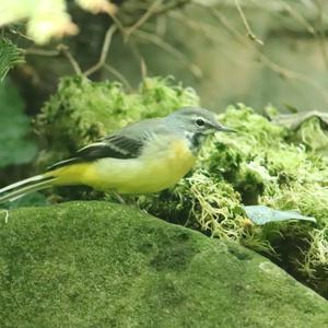 Grey Wagtail