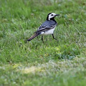 White Wagtail