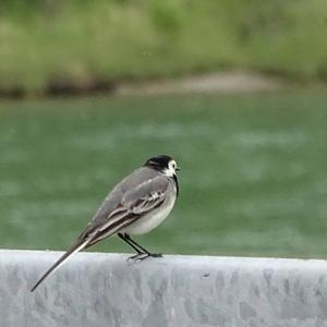 White Wagtail