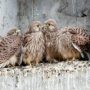 Common Kestrel