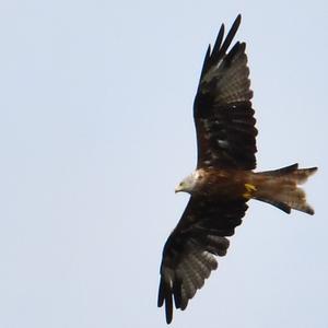 Red Kite