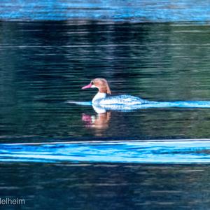 Red-breasted Merganser