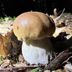 King Bolete