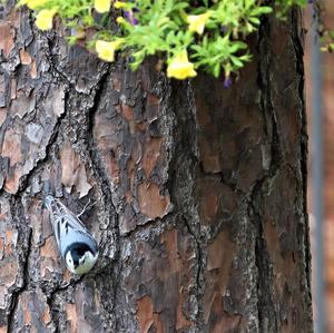 White-breasted Nuthatch