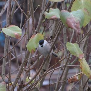 Willow Tit