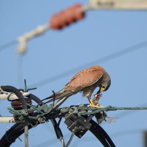 Common Kestrel