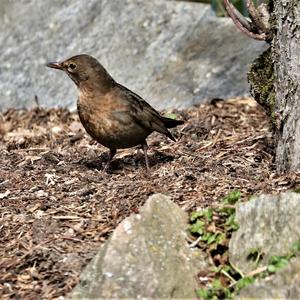 Eurasian Blackbird