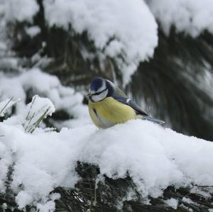 Blue Tit