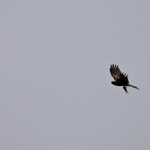 Western Marsh-harrier