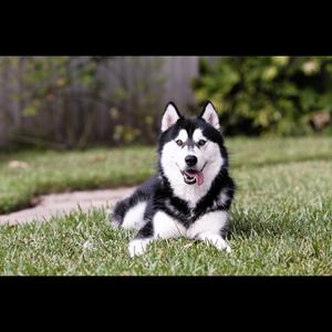 Siberian Husky