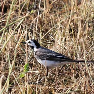 White Wagtail