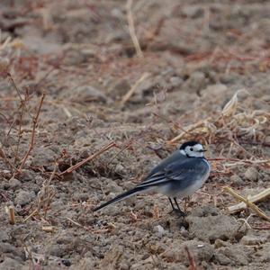 White Wagtail