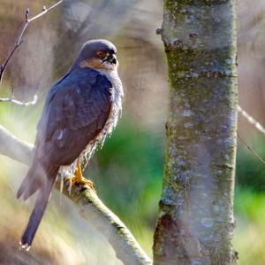 Eurasian Sparrowhawk