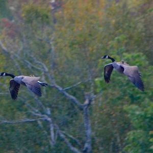 Canada Goose