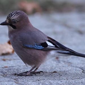 Eurasian Jay