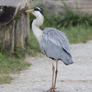 Grey Heron