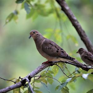 Mourning Dove