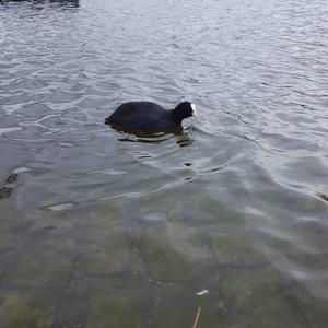 Common Coot