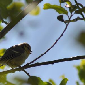 Blue Tit