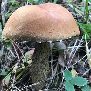 Orange Birch Bolete