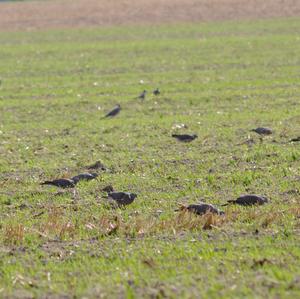 Common Wood-pigeon