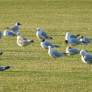 Mew Gull