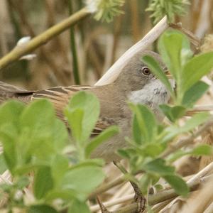 Common Whitethroat