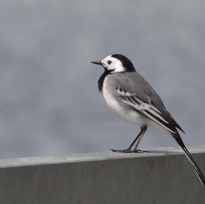 White Wagtail