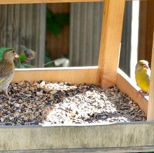 European Greenfinch