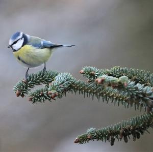 Blue Tit