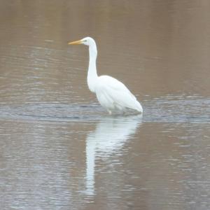 Great Egret