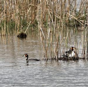 Great Crested Grebe